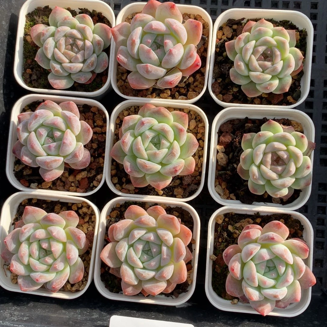 1109-69 套餐一组