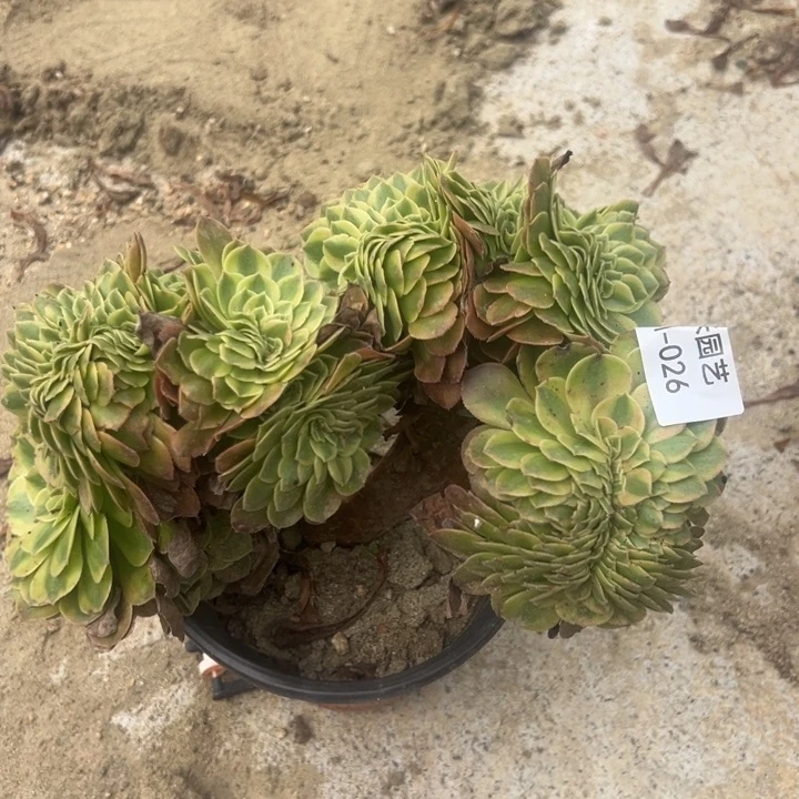 雨荷缀多肉植物026