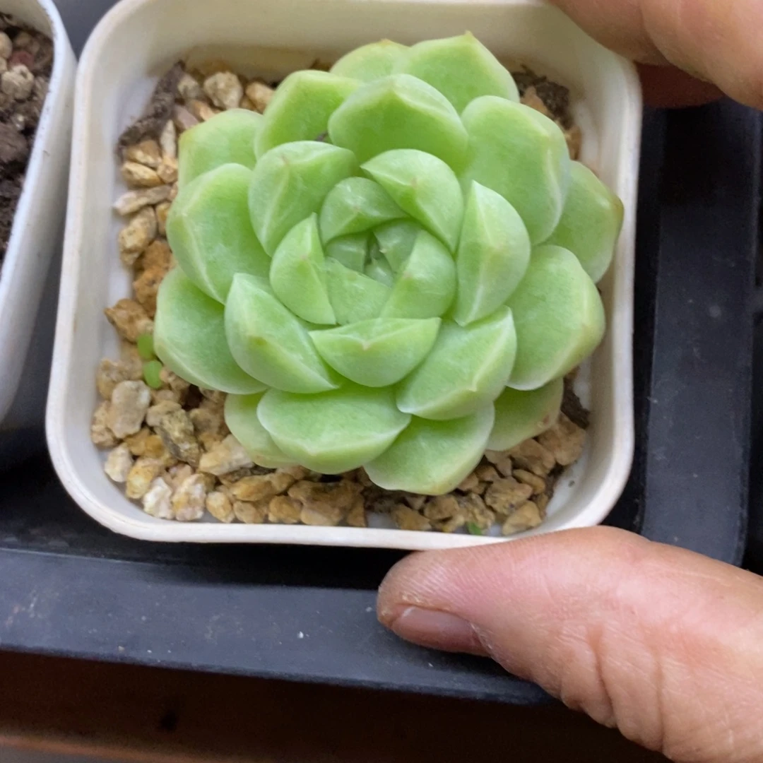 精品多肉一物一拍不包整226