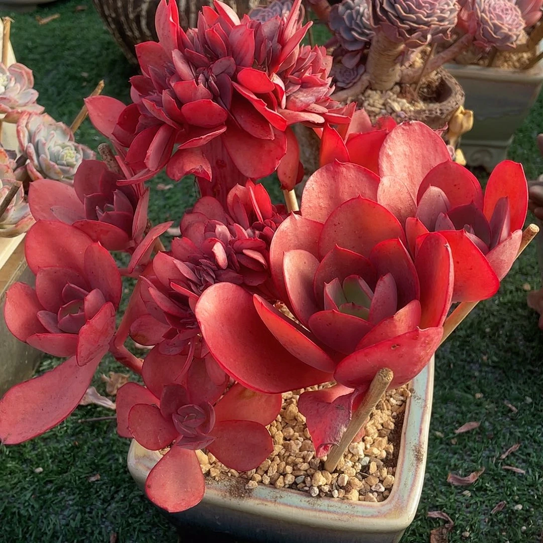 大叶初吻缀一物一拍28包邮非偏远