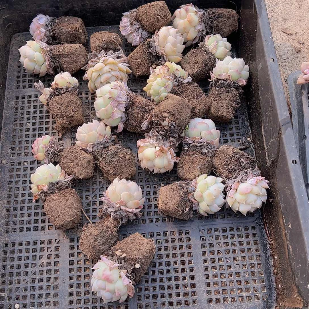 直播福利一物一拍33