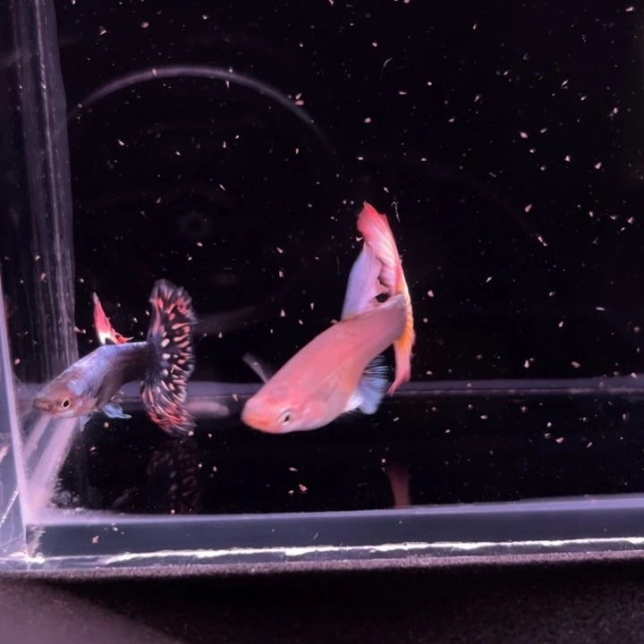 孔雀鱼半月尾马赛1对