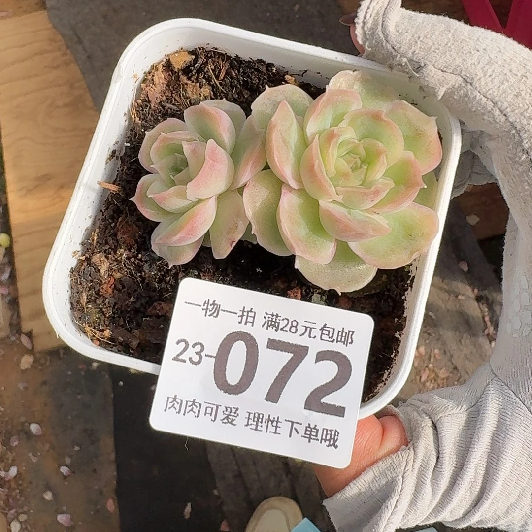 水晶虾饺无盆土发货无
