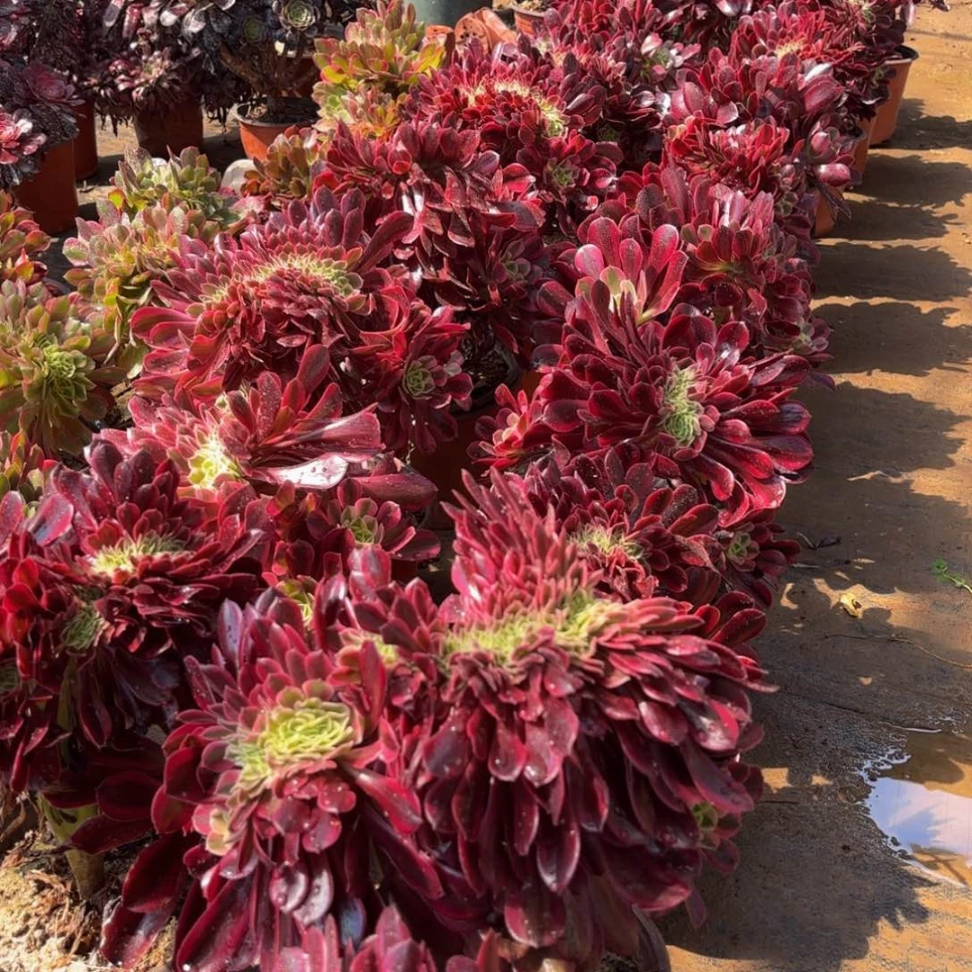 美杜莎缀9.9法师嫩