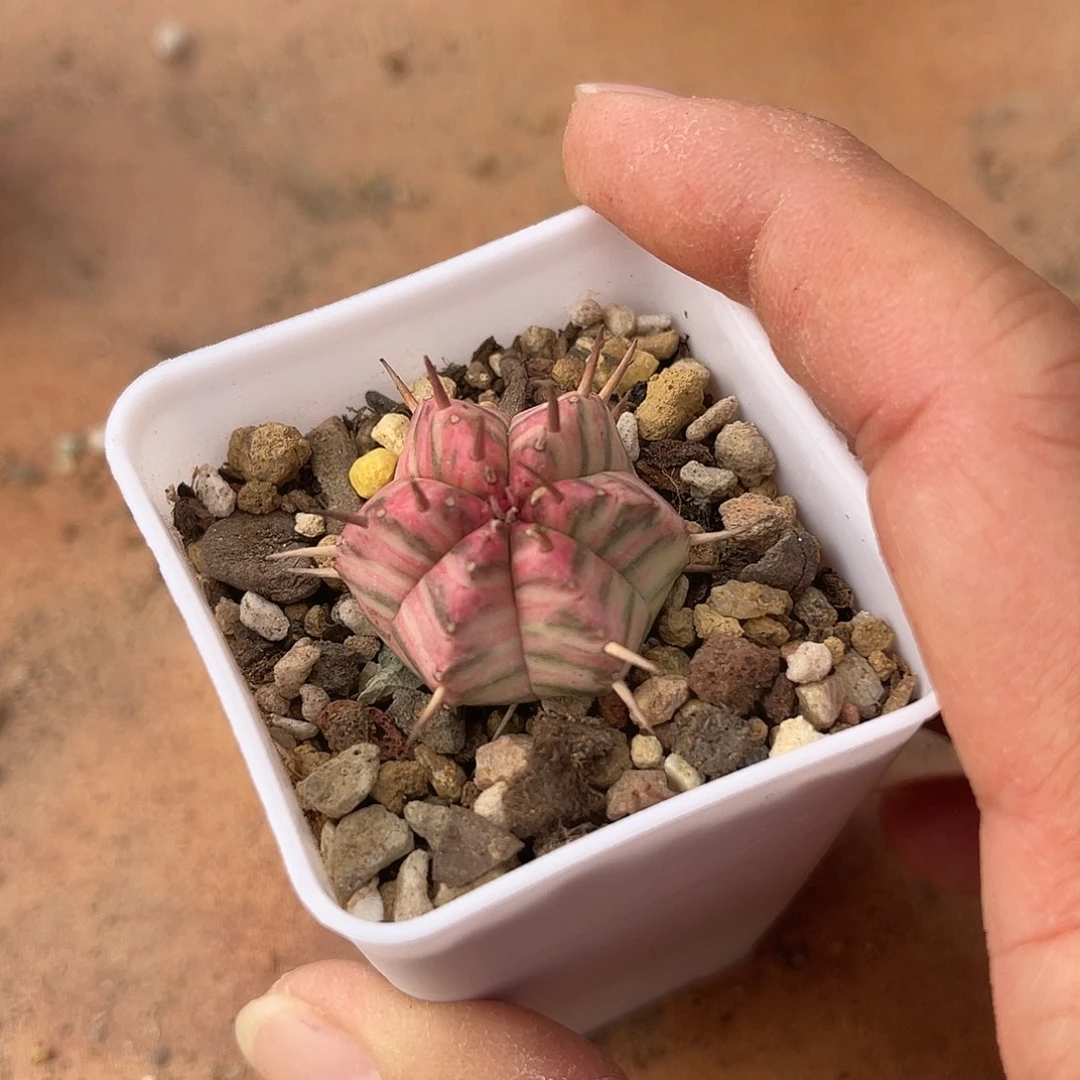斑马大戟锦一物一拍