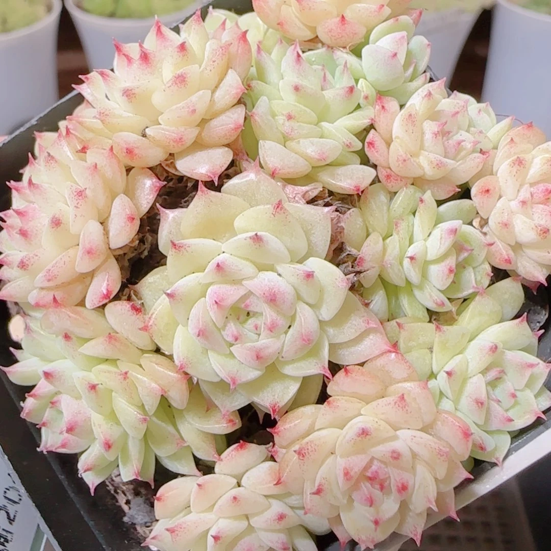 花语逸镜1114-177散