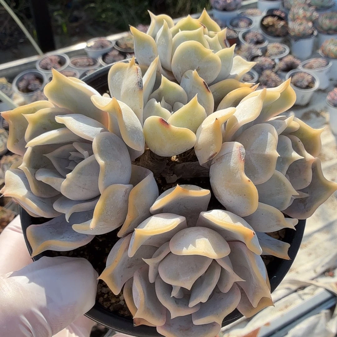 694十公分五头无砍丽娜莲满20包邮