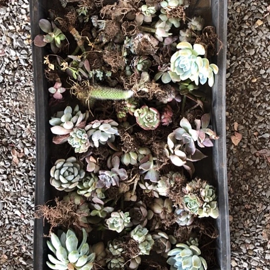 一单45颗左右，大概10个品种