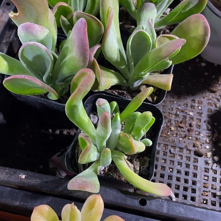 火狐狸带盆土发货