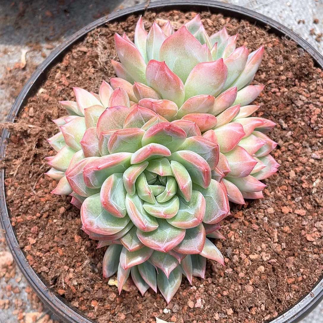S****。多肉植物多肉植物