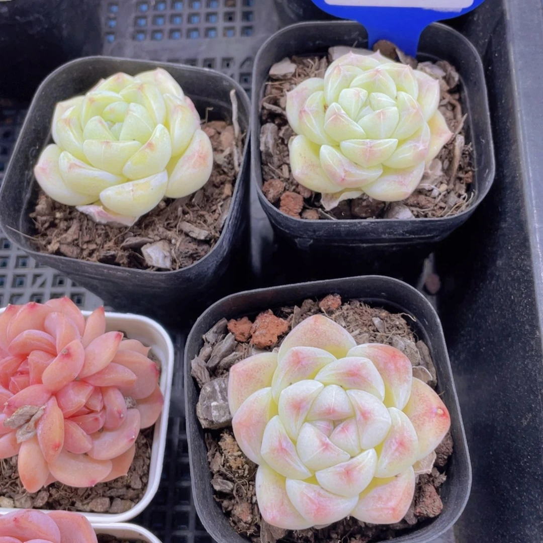 376号 珍妮冰透翠玉一个