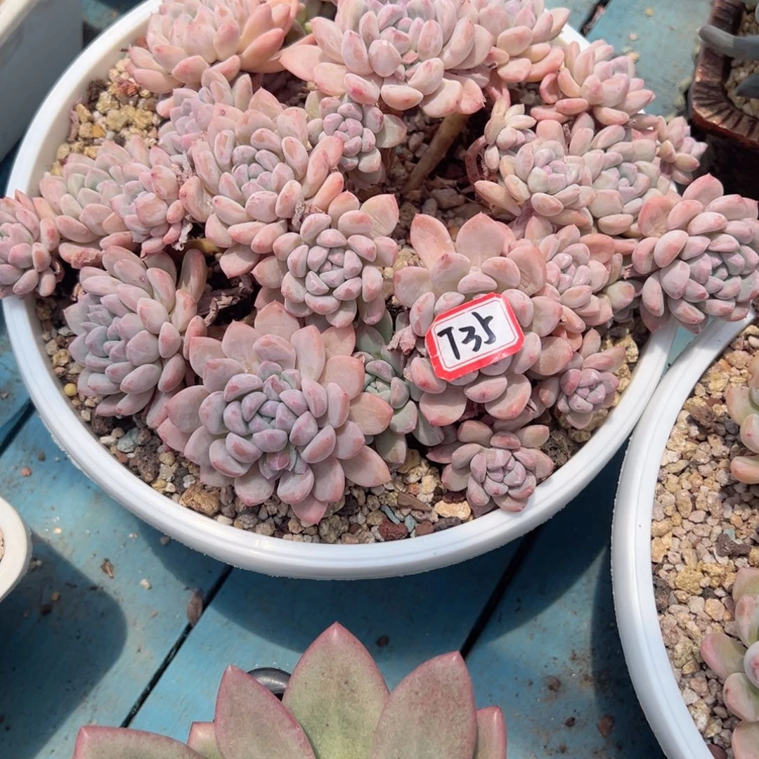 T****精品多肉植物T35