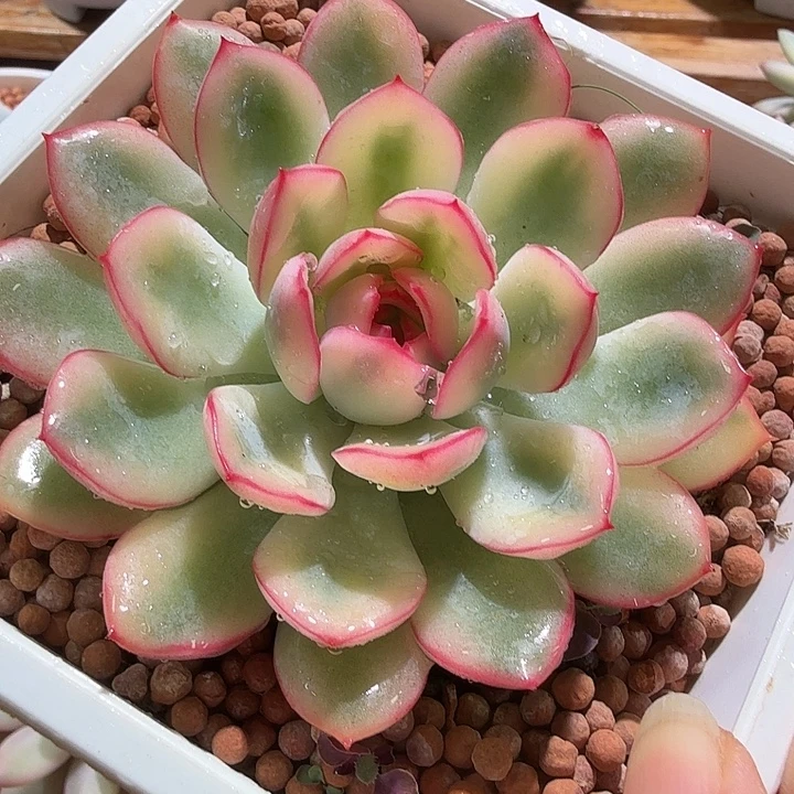 雨燕座锦，多肉植物
