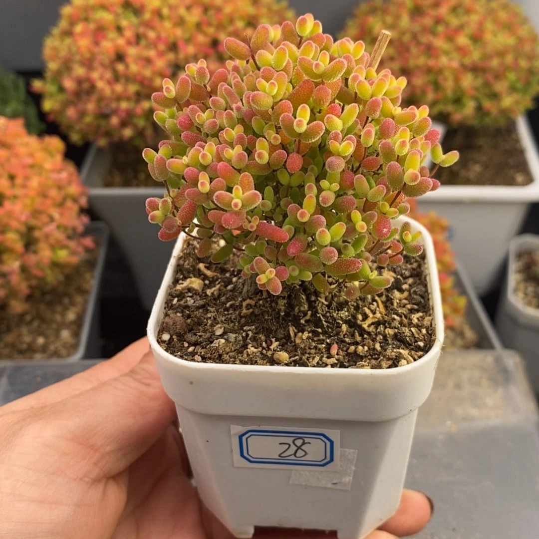 完全开放28号蜜橘糖球（6.5cm）