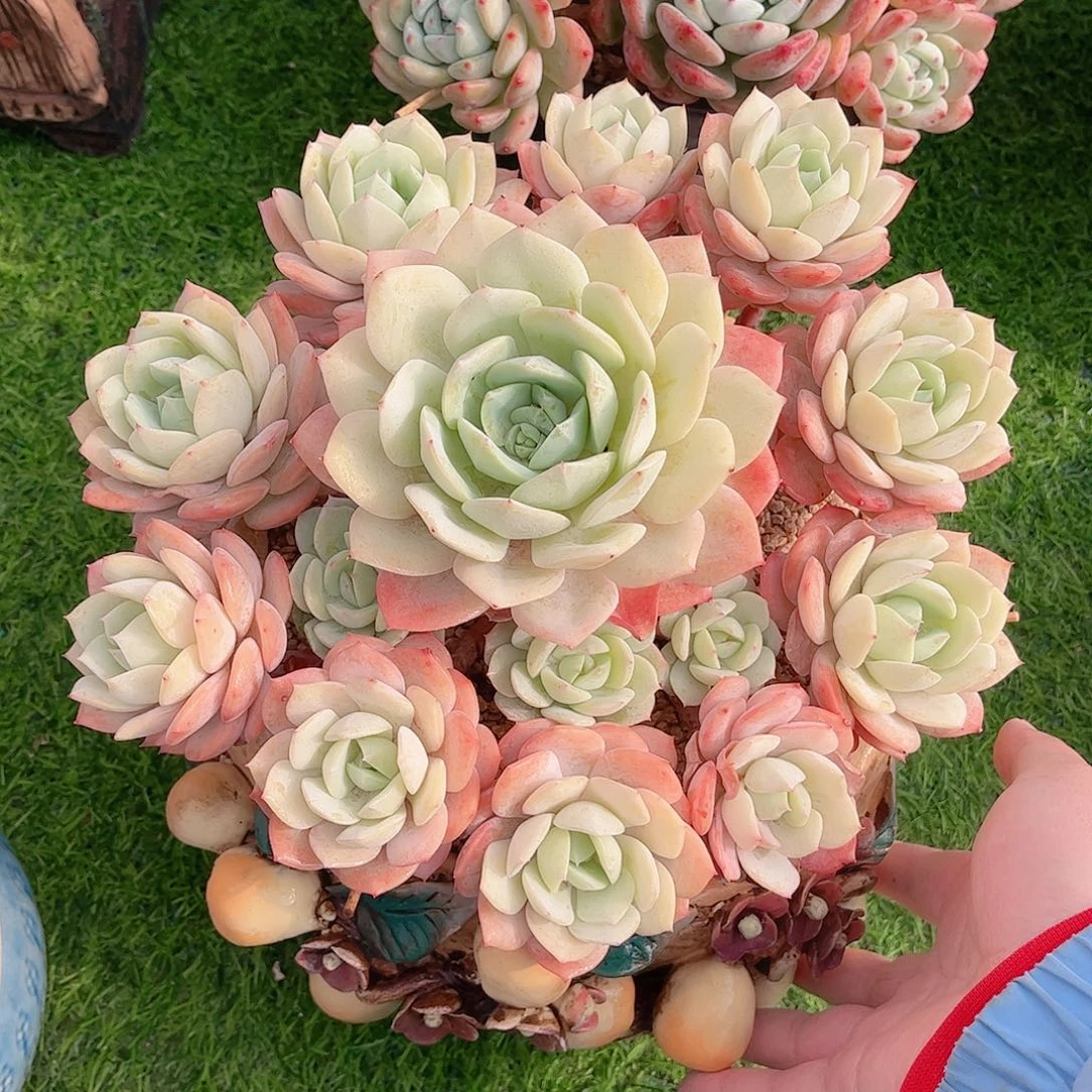 韩版恋曲捧花多肉