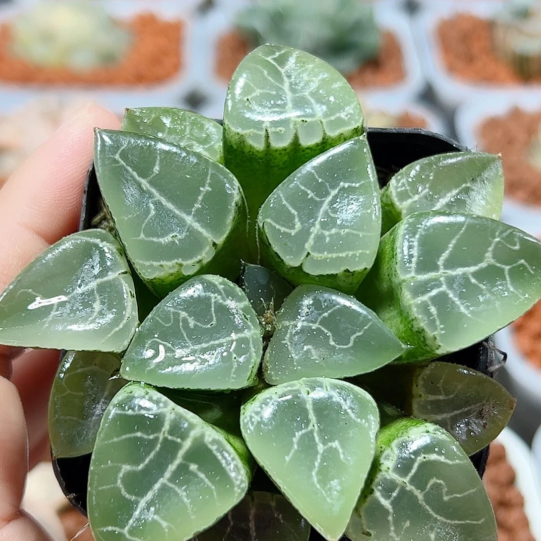 十二卷多肉康克1