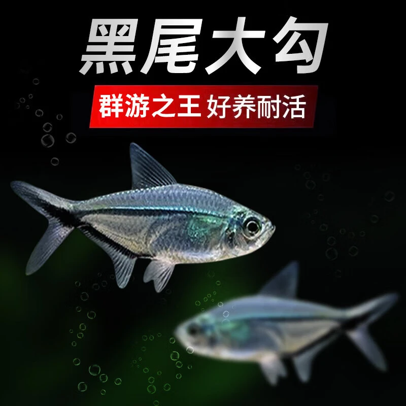 ◆中秋国庆专属◆ 黑尾大勾群游鱼之王热带小型观赏鱼