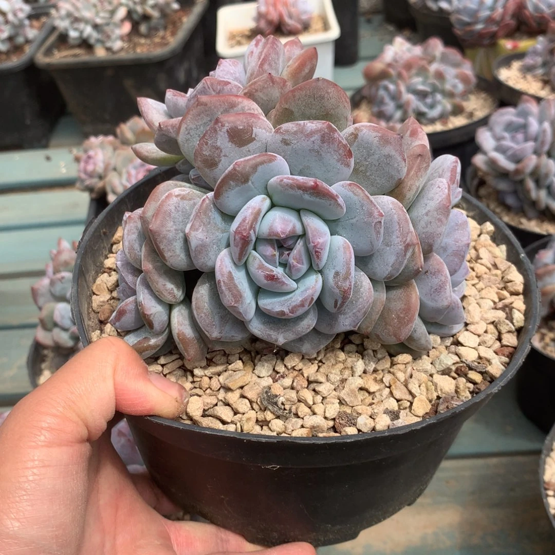 无花朵哈哈哈哈哈哈哈哈哈10