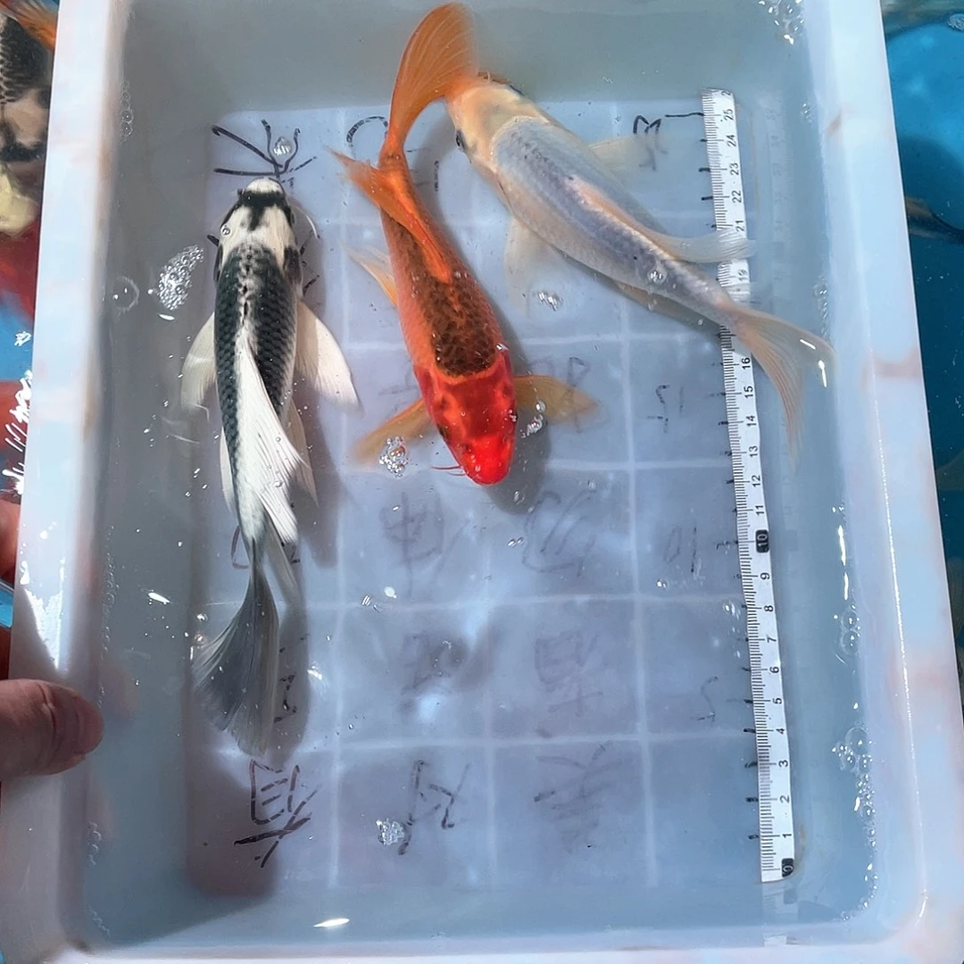 蝴蝶鲤渔场直发86