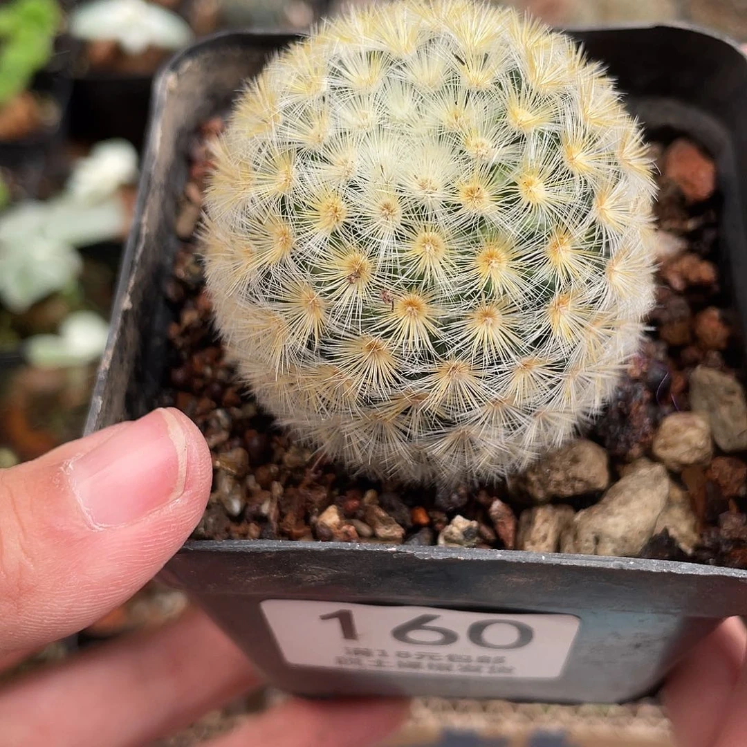 160黄刺刘氏乳突仙人球