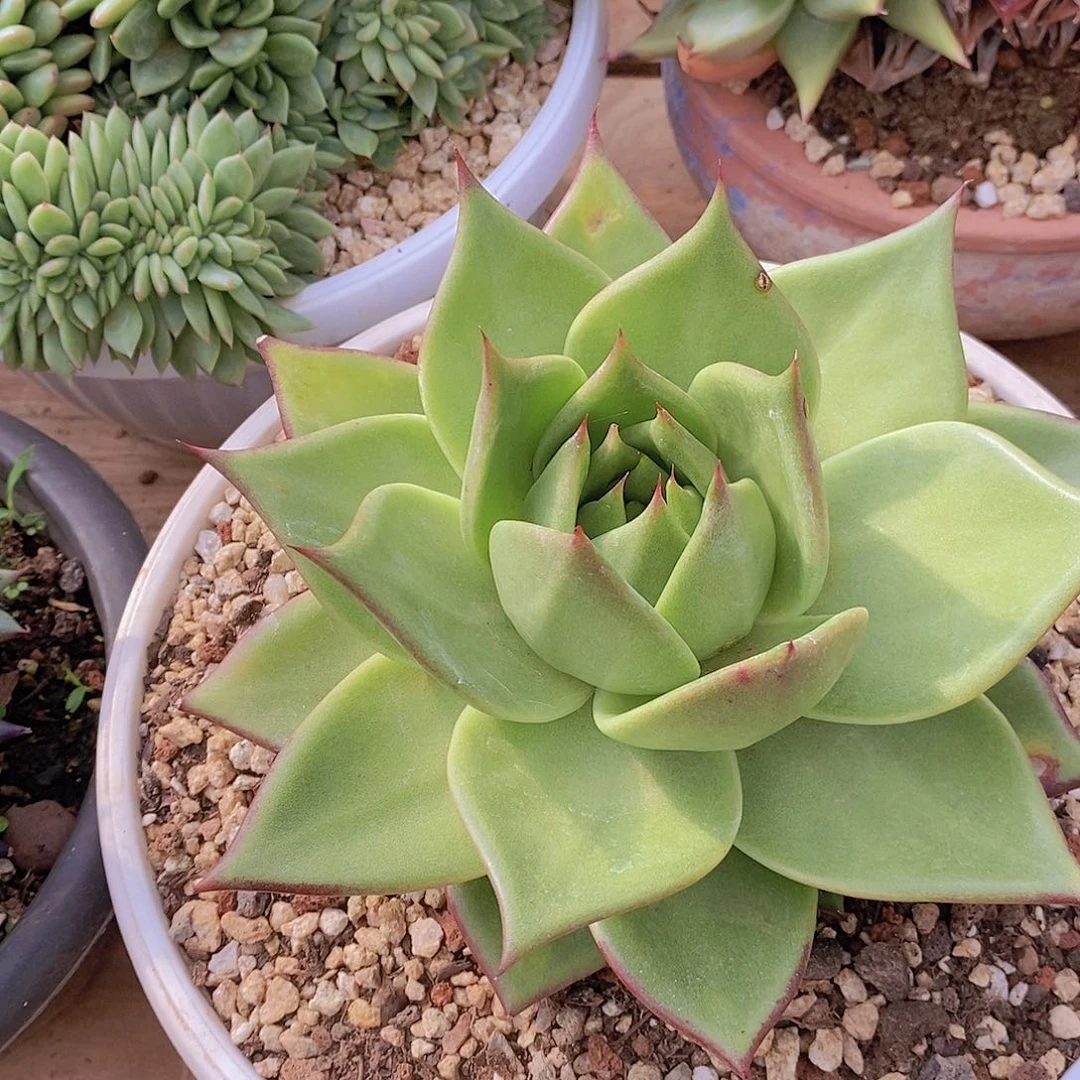 多肉植物宽叶包子