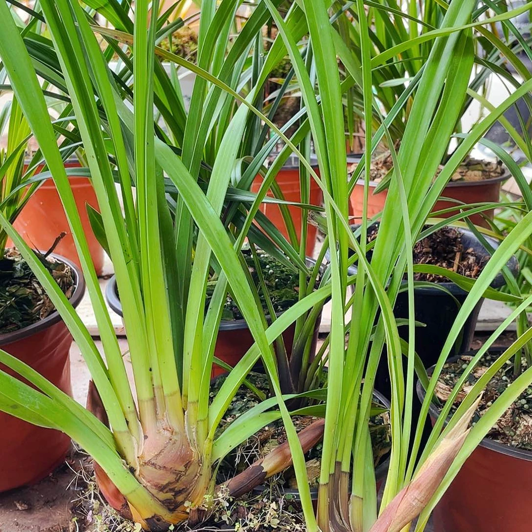 无花朵开花结果今天又开始开花