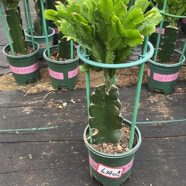 073瑕疵福利苗6340