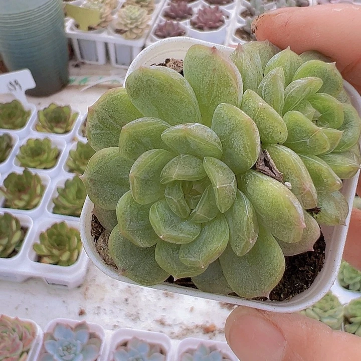白恋双头起19包邮多肉