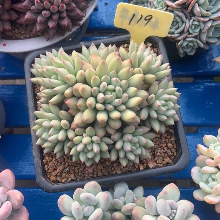 多肉植物一物一拍