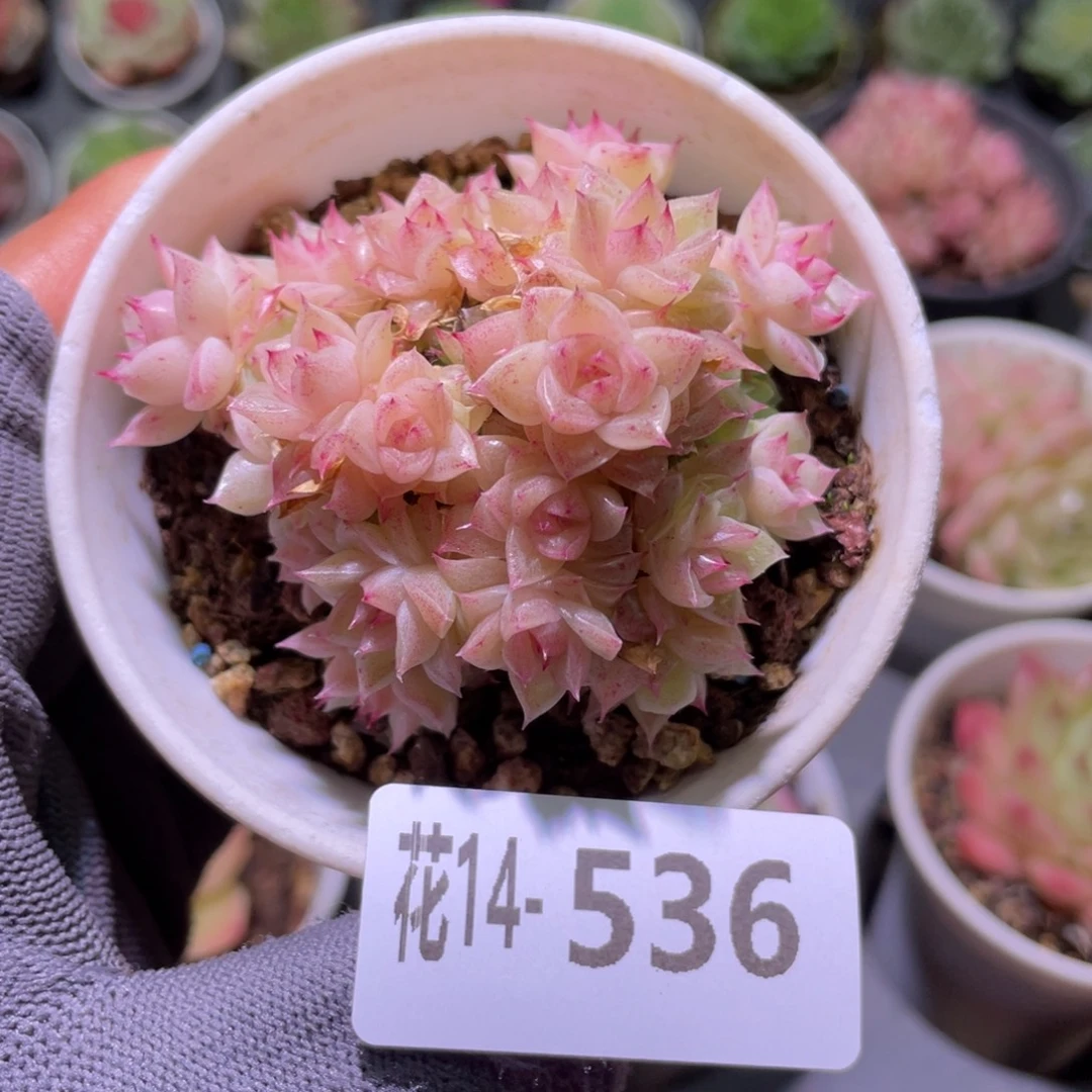 花利美14-536麦秆群