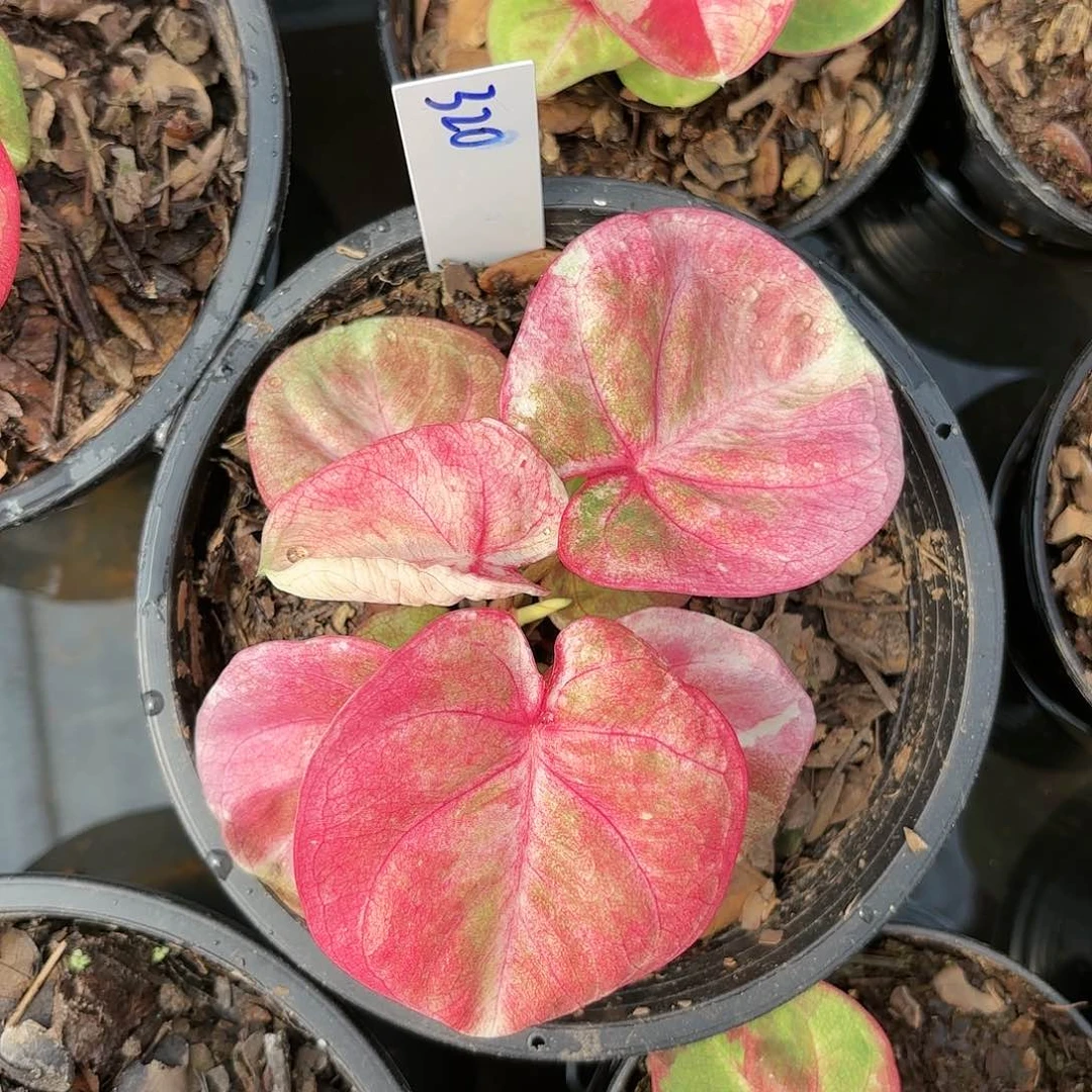 320-0117哈啦吧啦实生彩叶芋泰国发货多肉