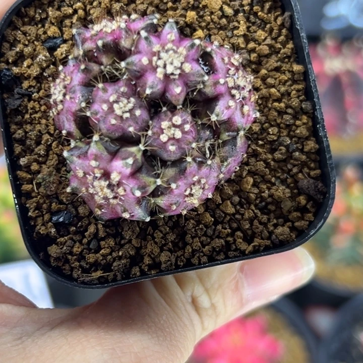 泰国米哈仙人球22