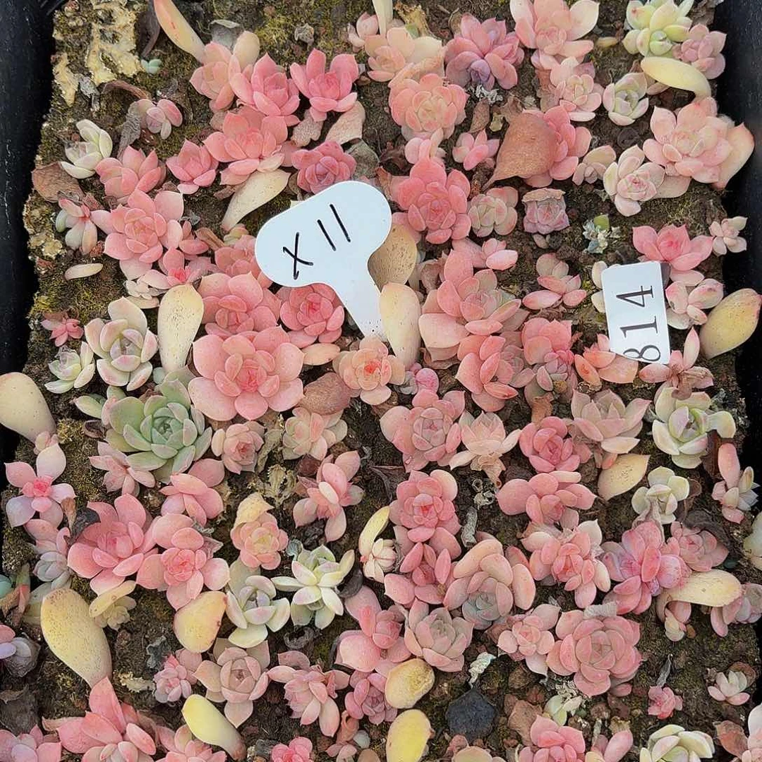 多肉植物多肉植物814