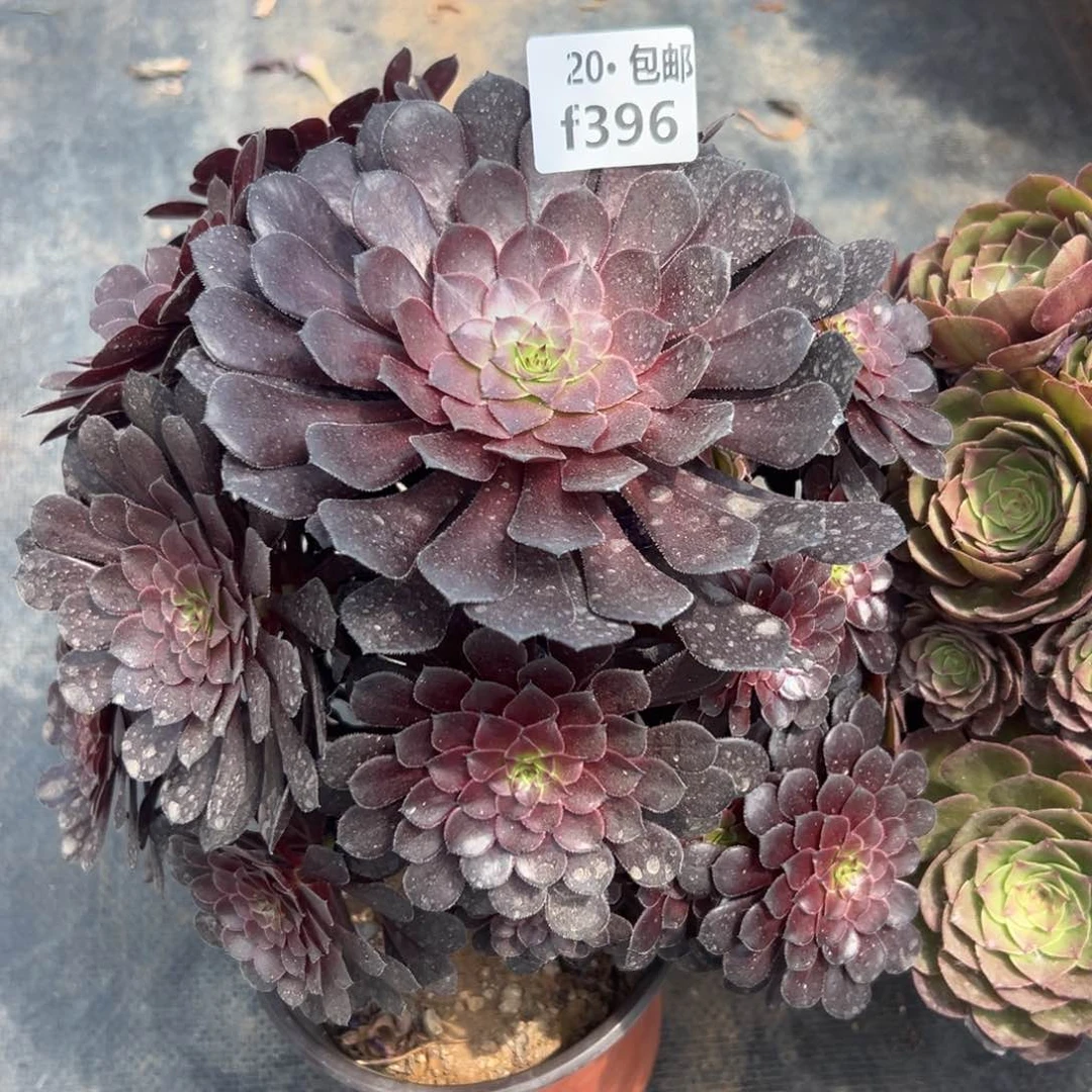 396黑铜满20包邮，