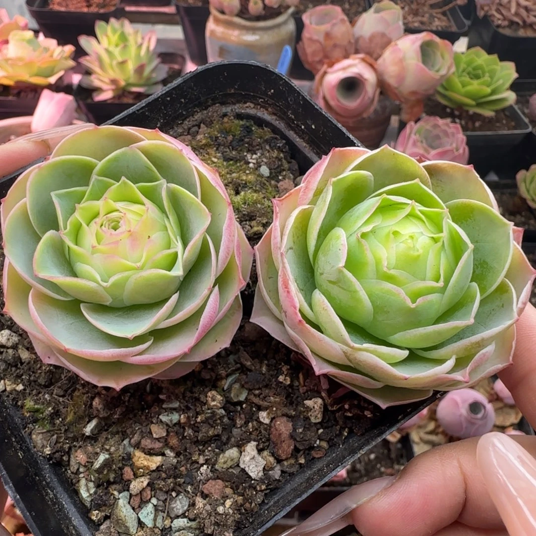 L441半城玫瑰紫月