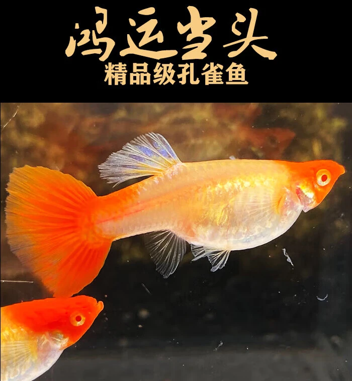 鸿运当头 压成下单有惊喜 （带加热包）