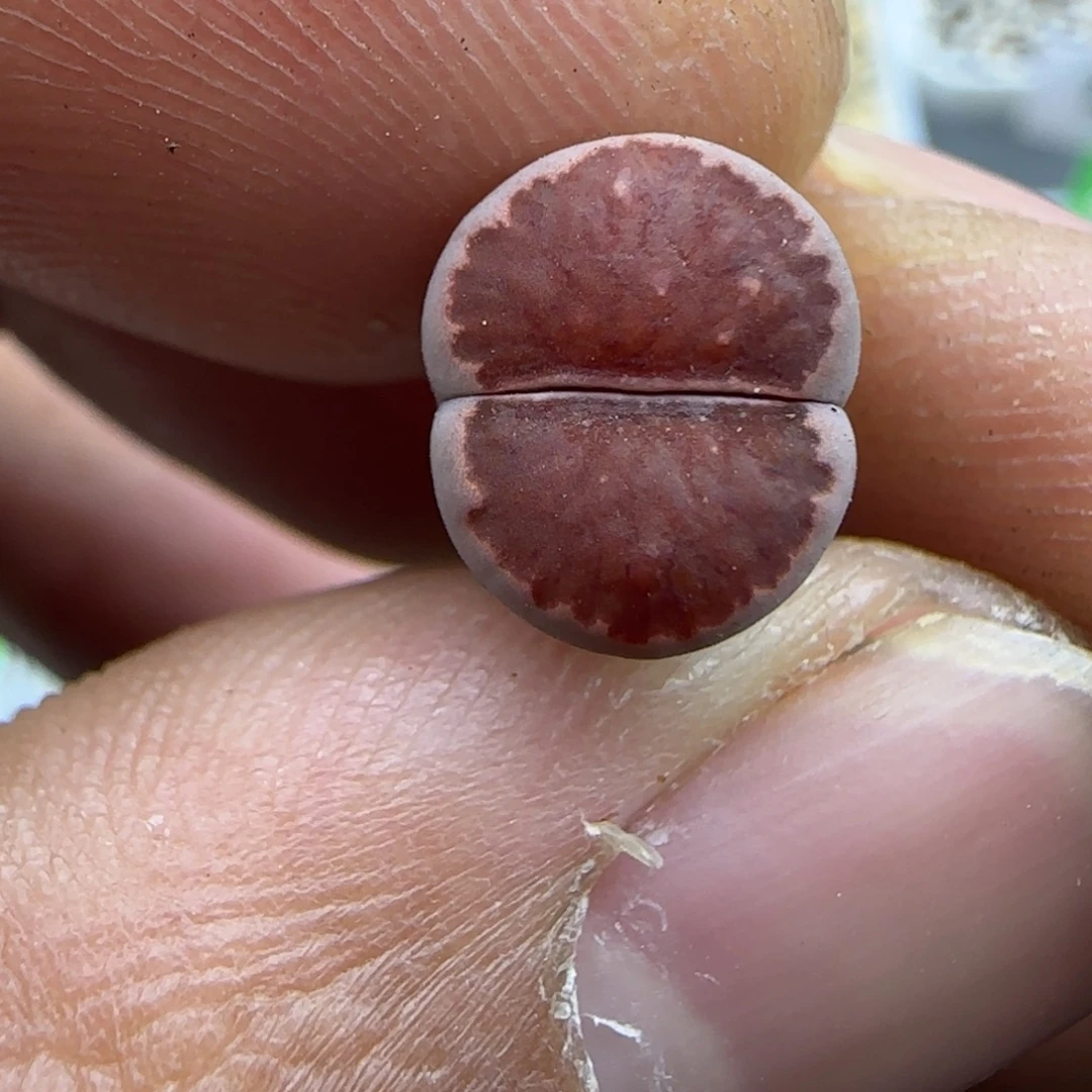 317 生石花大棚直播