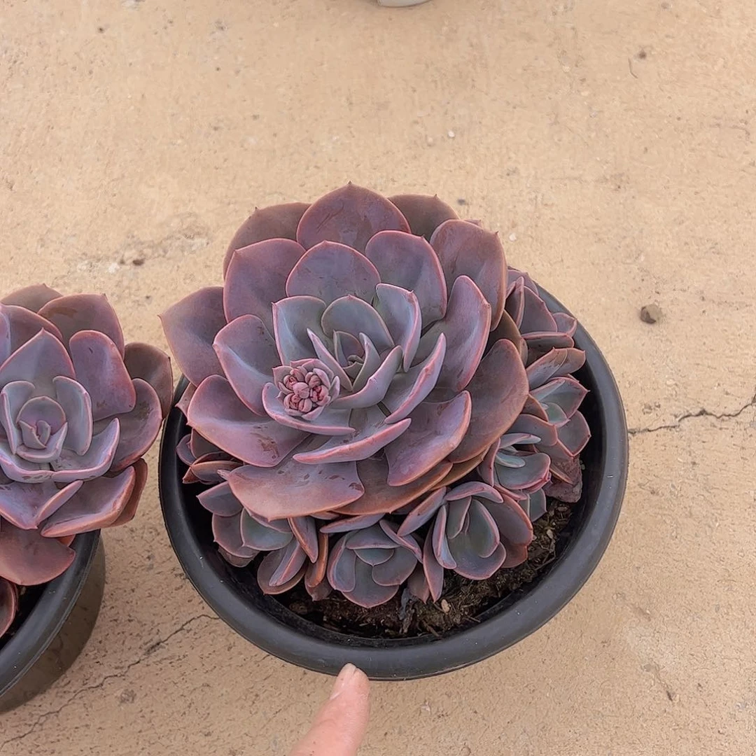 尘埃玫瑰大单头带仔大盆