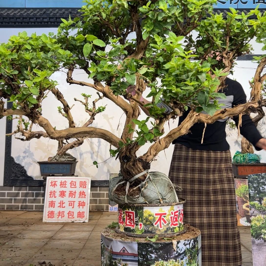 完全开放金银花8888