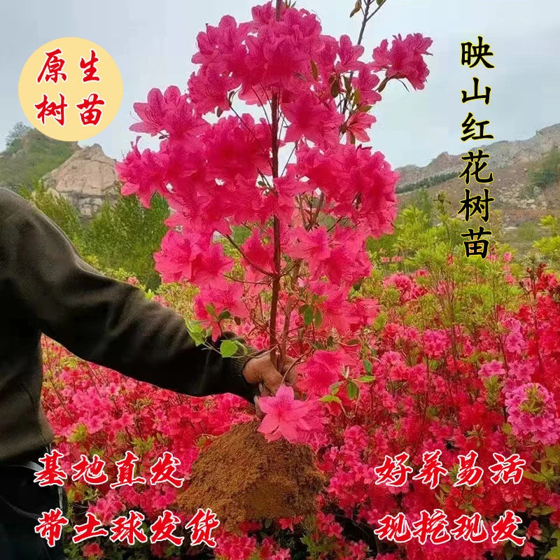 耐寒映山红杜鹃花苗庭院盆栽地栽植物