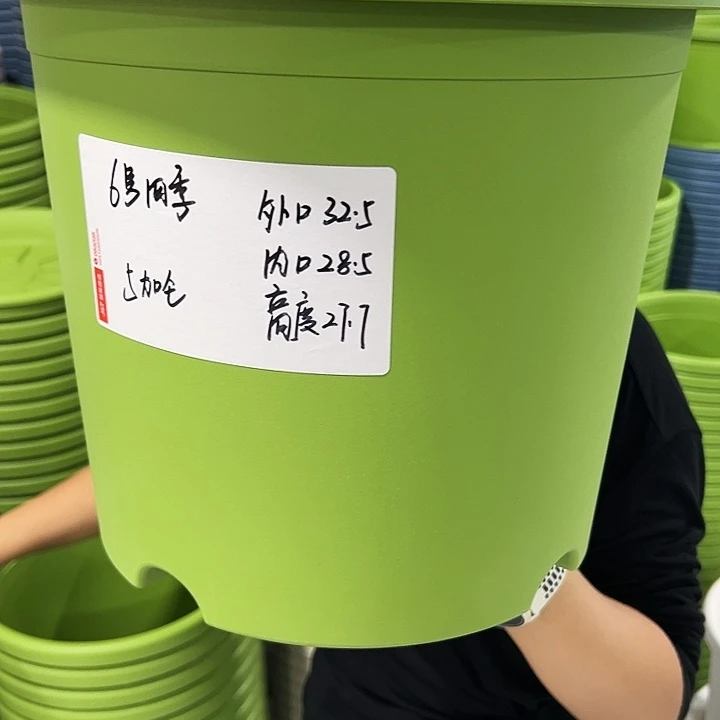 正品6号四季口32.5高27.7果绿无托7只