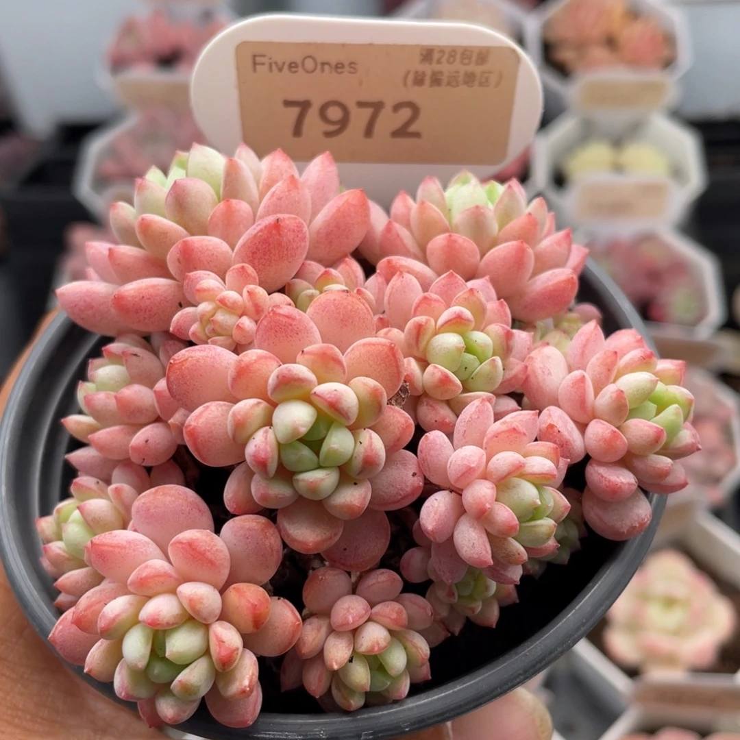 小红蛋7972-8.5厘米