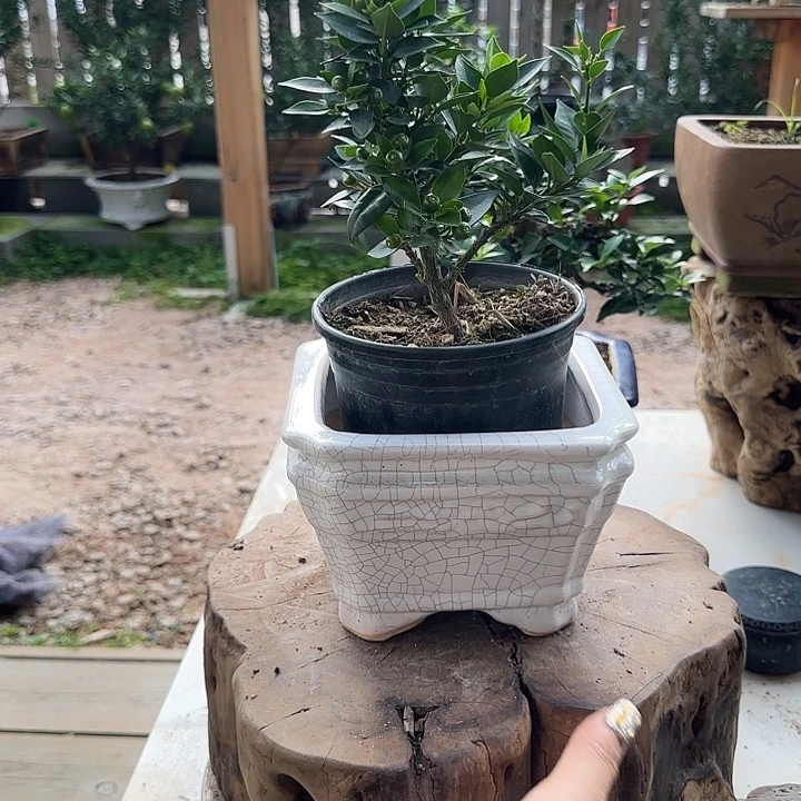 ****頭直播间八房柑一物一拍