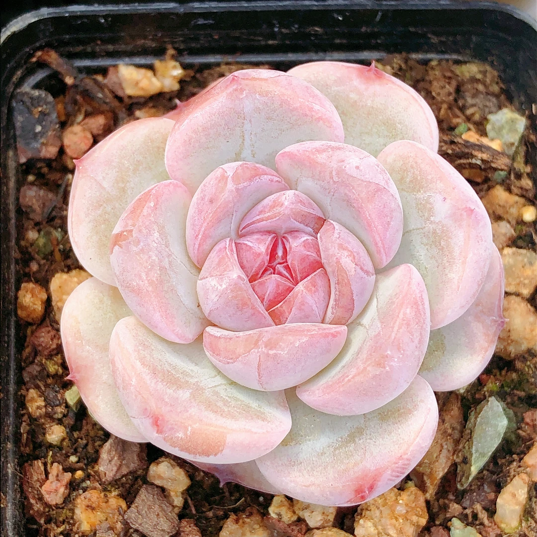 多肉植物  单头云岚一颗（尺寸3左右）满28包邮除偏远