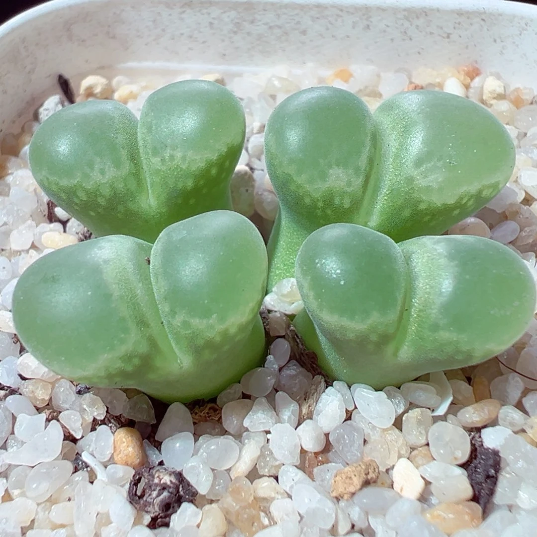 109-180多肉多肉翻窗