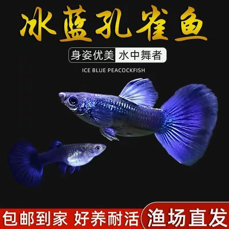 冰蓝孔雀鱼小鱼热带观赏鱼纯种好养热带鱼小型繁殖凤尾好养耐活