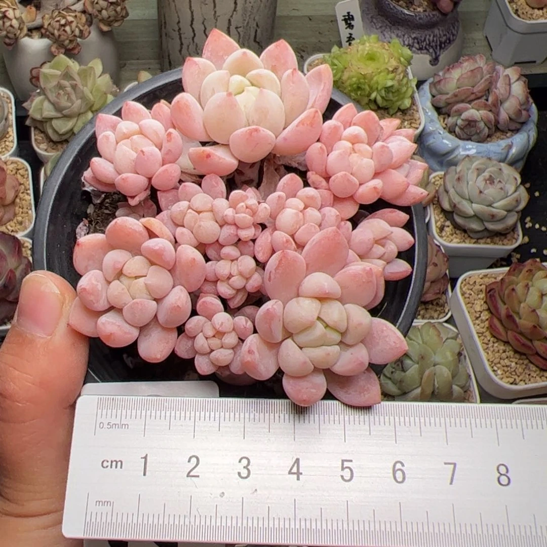 288 多肉植物组合盆栽