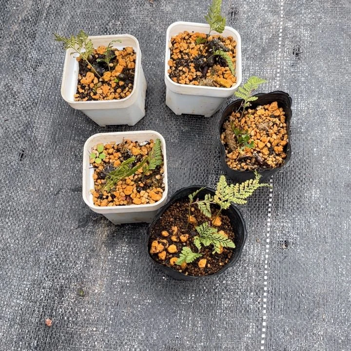 山野草盆栽山野草