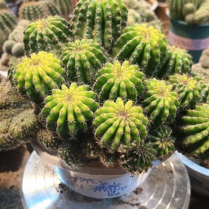 屯*实生大彩草 原盆土发货