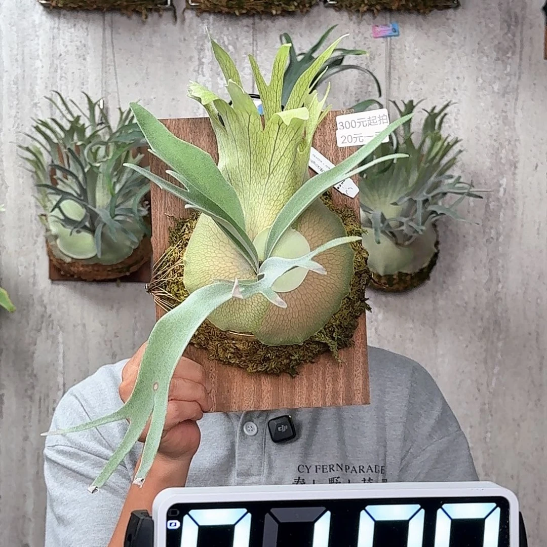 完全开放金刚鹿角蕨